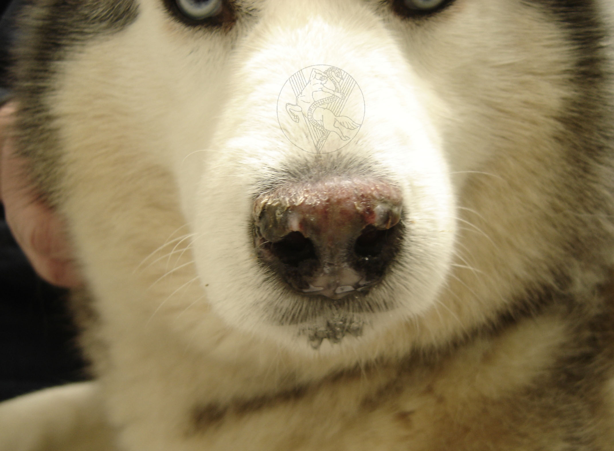 Discoid lupus erythematosus dog
